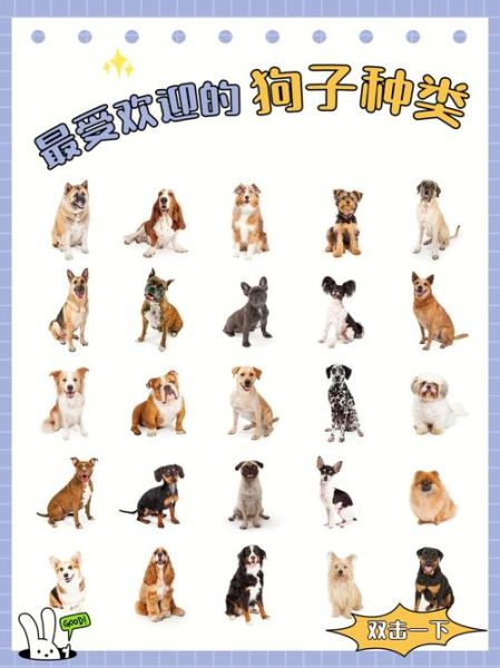 宠物狗的品种(才能收获更多欢乐)