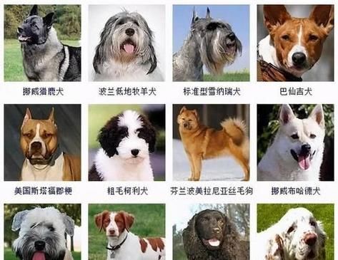 宠物狗的品种及价格( 品种的选择又有哪些讲究呢)