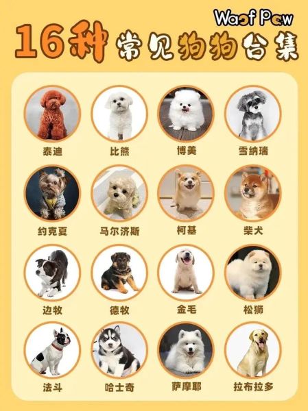 宠物狗的品种及价格( 品种的选择又有哪些讲究呢)
