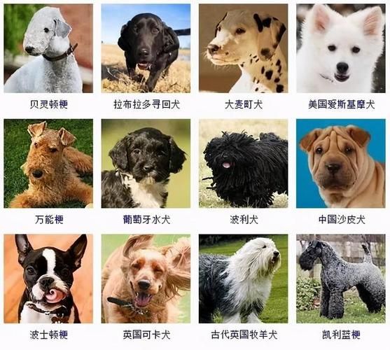 宠物狗的品种及图片(带你了解热门宠物狗品种)