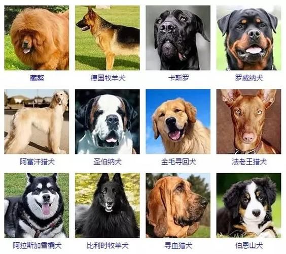 宠物狗的品种及图片(带你了解热门宠物狗品种)