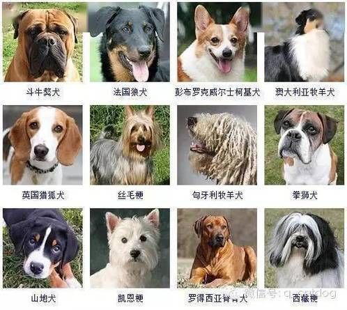 宠物狗的品种及图片价格(看看这些常见的宠物狗品种和价格吧)
