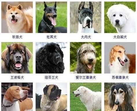 宠物狗的品种及图片价格(看看这些常见的宠物狗品种和价格吧)