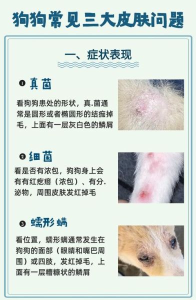 宠物狗皮肤病(到底是什么原因)