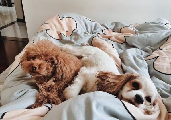 宠物狗知识( 小狗和成犬的睡觉时间有什么区别)