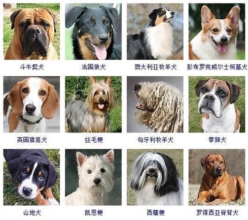 宠物狗知识( 小狗和成犬的睡觉时间有什么区别)