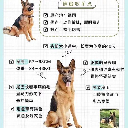 宠物狗种类(还是想要一只体型更大的德国牧羊犬)