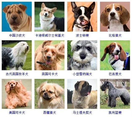 宠物狗种类大全(总有一款适合你)