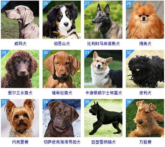 宠物狗种类大全(总有一款适合你)