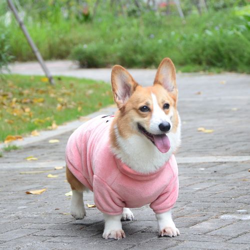 宠物狗衣服( 什么样的狗狗衣服最保暖)