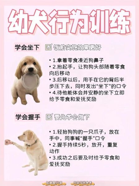 宠物狗训练(需要注意哪些细节)