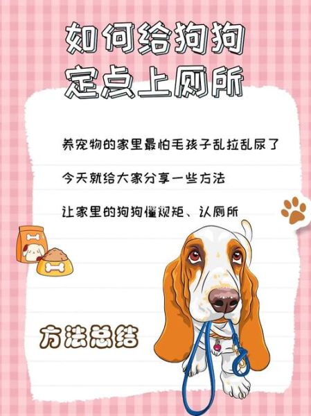 宠物狗训练大小便(怎样才能让狗狗快速学会定点大小便)