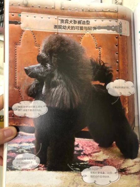 宠物狗贵宾(要怎么才能养好它呢)
