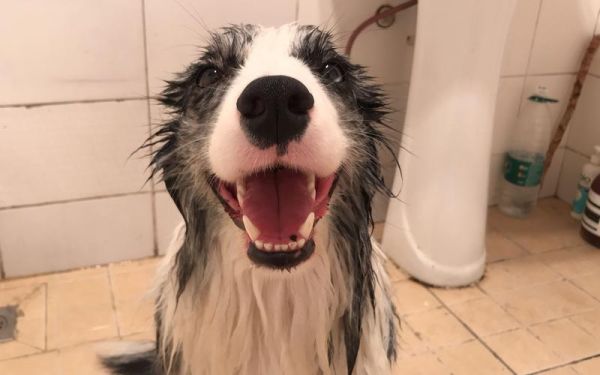 宠物狗边境牧羊犬(让它保持健康吗)