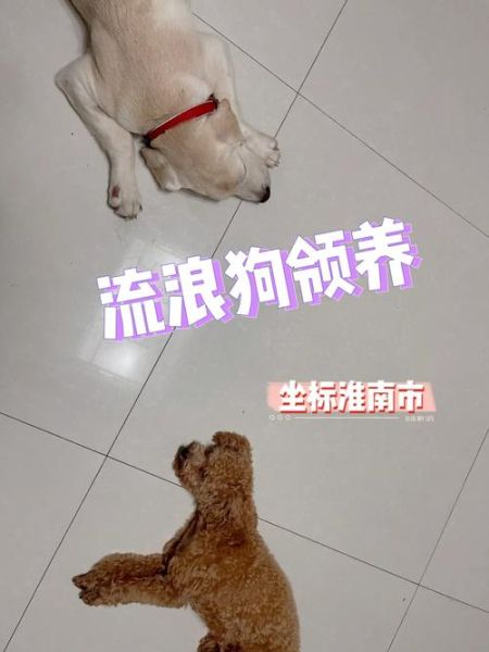 宠物狗领养(还是给自己一个陪伴)