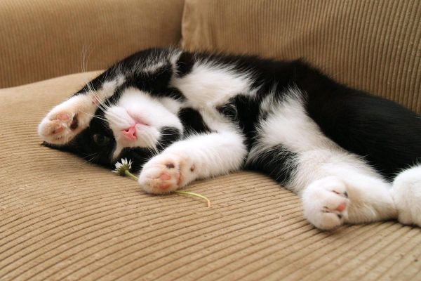 宠物猫( 难道它只是在睡觉)