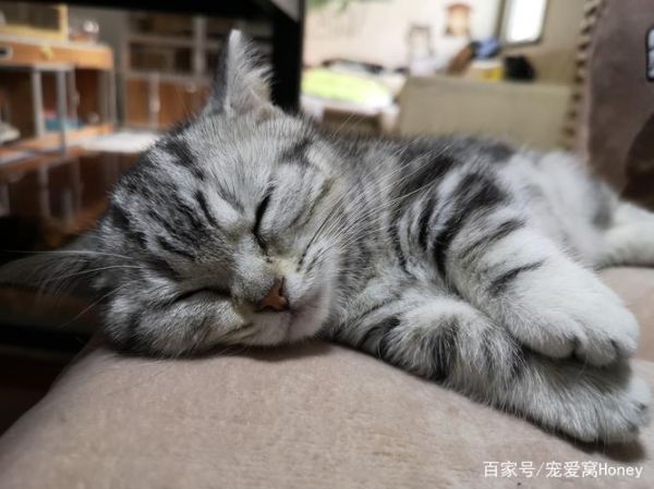 宠物猫( 难道它只是在睡觉)