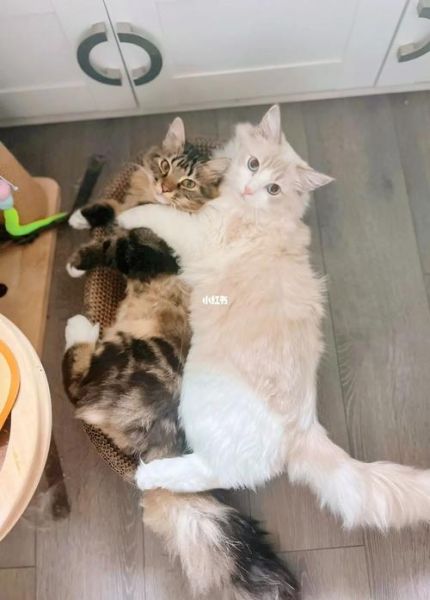 宠物猫交易(还是一场风险投资)