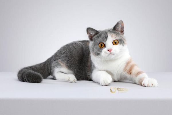 宠物猫交易网站(选购猫咪要注意什么)