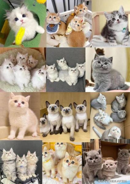 宠物猫交易网站(选购猫咪要注意什么)