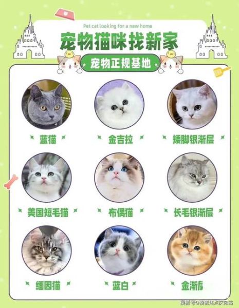 宠物猫价格(预算多少合适)