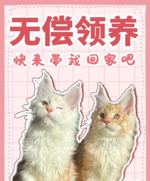 宠物猫免费领养( 会不会有隐形消费)