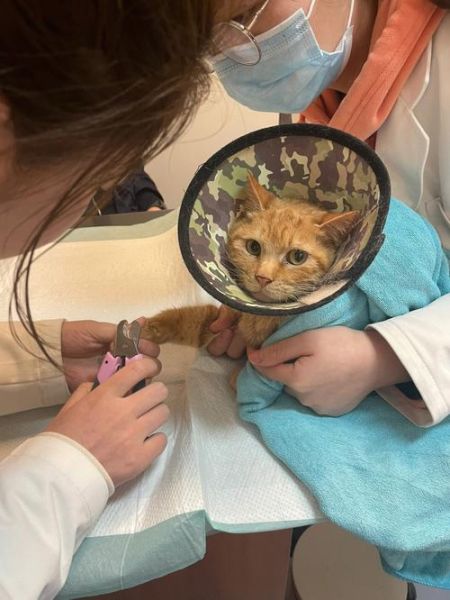 宠物猫医院(如何判断是普通病还是需要去医院)