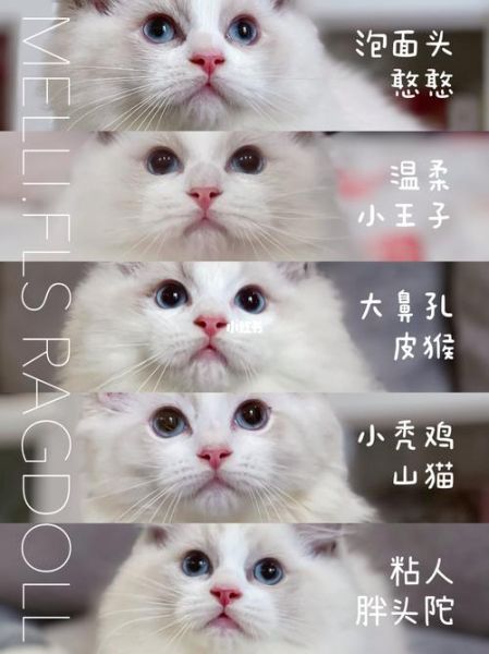 宠物猫名字(你家猫的名字有什么寓意)