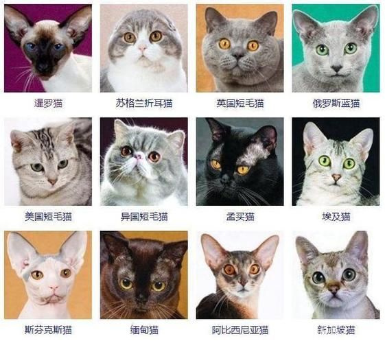 宠物猫名字大全(你家的小猫叫什么)
