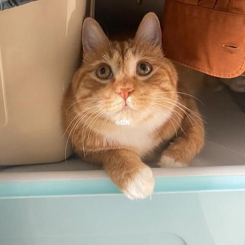 宠物猫咪(是喜欢高颜值还是性格好)