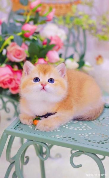 宠物猫咪(是喜欢高颜值还是性格好)