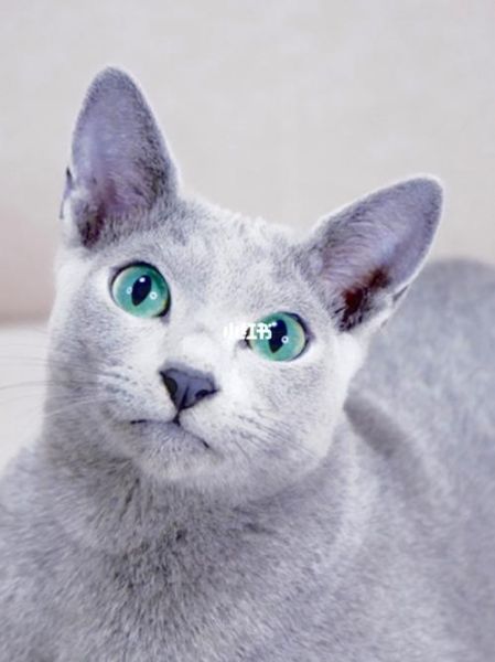 宠物猫品种(还是优雅迷人的俄罗斯蓝猫)