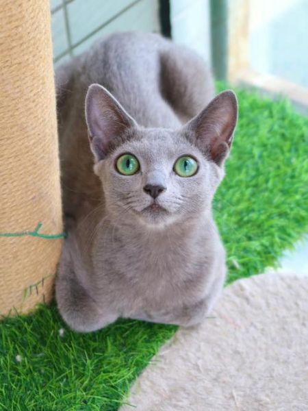 宠物猫品种(还是优雅迷人的俄罗斯蓝猫)