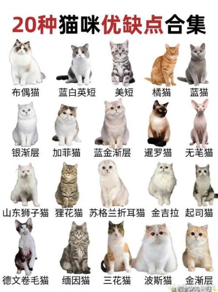 宠物猫品种及价格(价格便宜又好养)