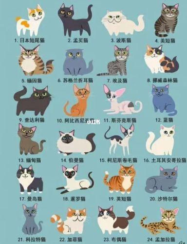 宠物猫品种图片大全(先看看这些猫咪品种图片吧)