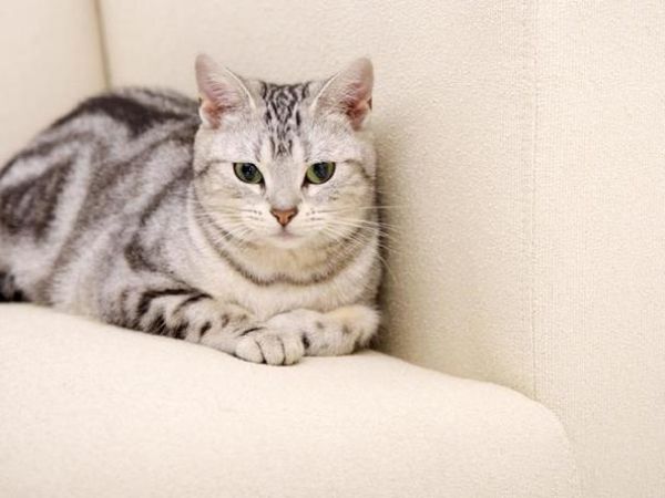 宠物猫品种图片大全(先看看这些猫咪品种图片吧)