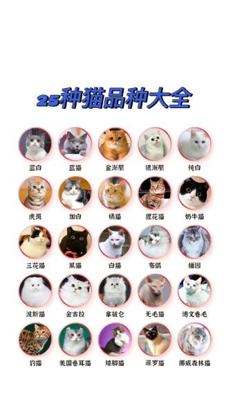 宠物猫品种大全(带你认识中国本土的猫)