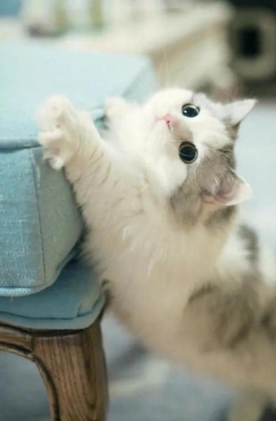 宠物猫图片大全(总有一款适合你)