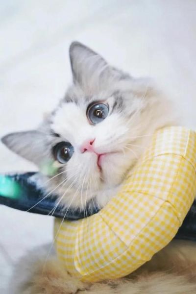 宠物猫图片大全(总有一款适合你)