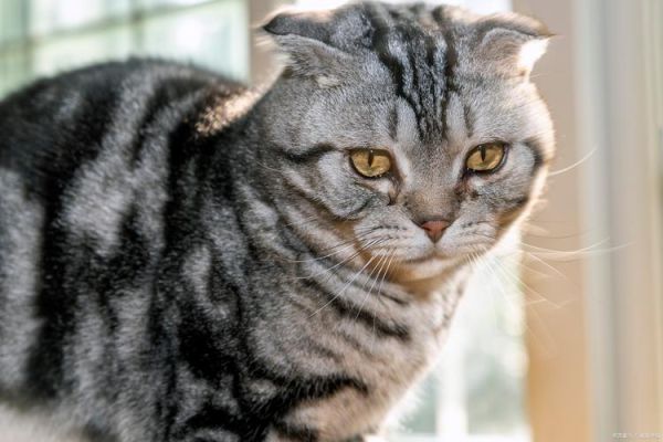 宠物猫多少钱(你真的了解价格吗)