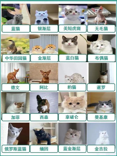 宠物猫多少钱(你真的了解价格吗)