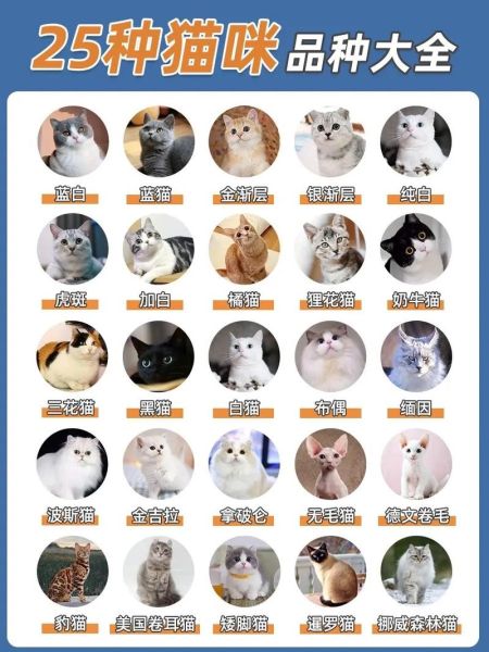 宠物猫排名( 它们的身价你猜得到吗)