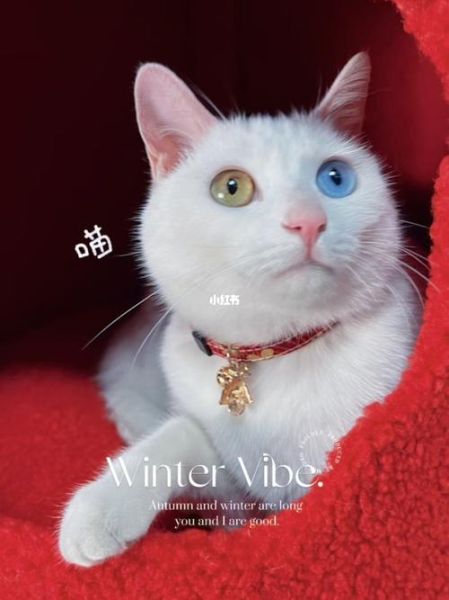 宠物猫排名( 它们的身价你猜得到吗)