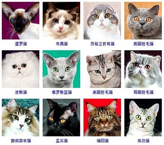 宠物猫有哪些品种(总有一款适合你)