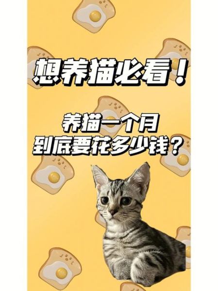 宠物猫的价格( 到底养一只猫要花多少钱)