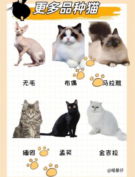 宠物猫的名字(哪些名字比较常见)