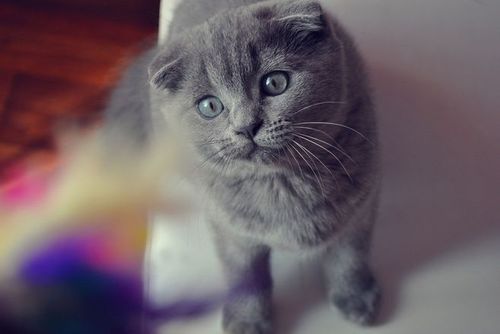 宠物猫的品种(苏格兰折耳猫和布偶猫哪个更适合)