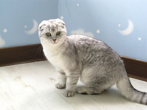宠物猫的品种(苏格兰折耳猫和布偶猫哪个更适合)
