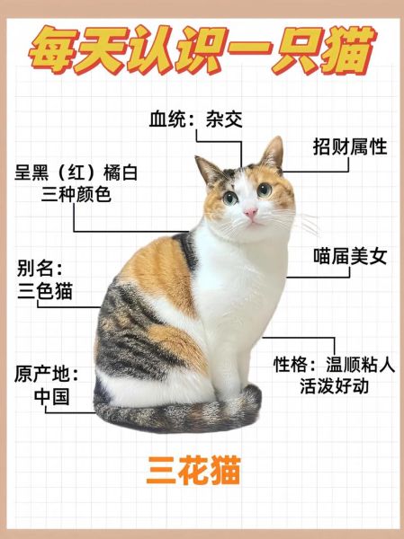 宠物猫的品种价格(养猫之前一定要做好功课)