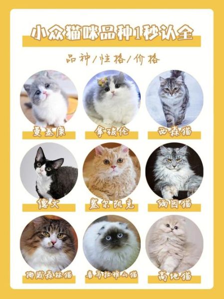 宠物猫的品种价格(养猫之前一定要做好功课)